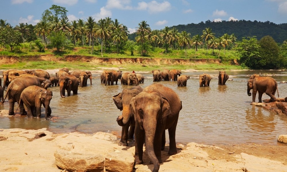 Why You Should Visit Sri Lanka in 2025 – The World’s Best Island Experience