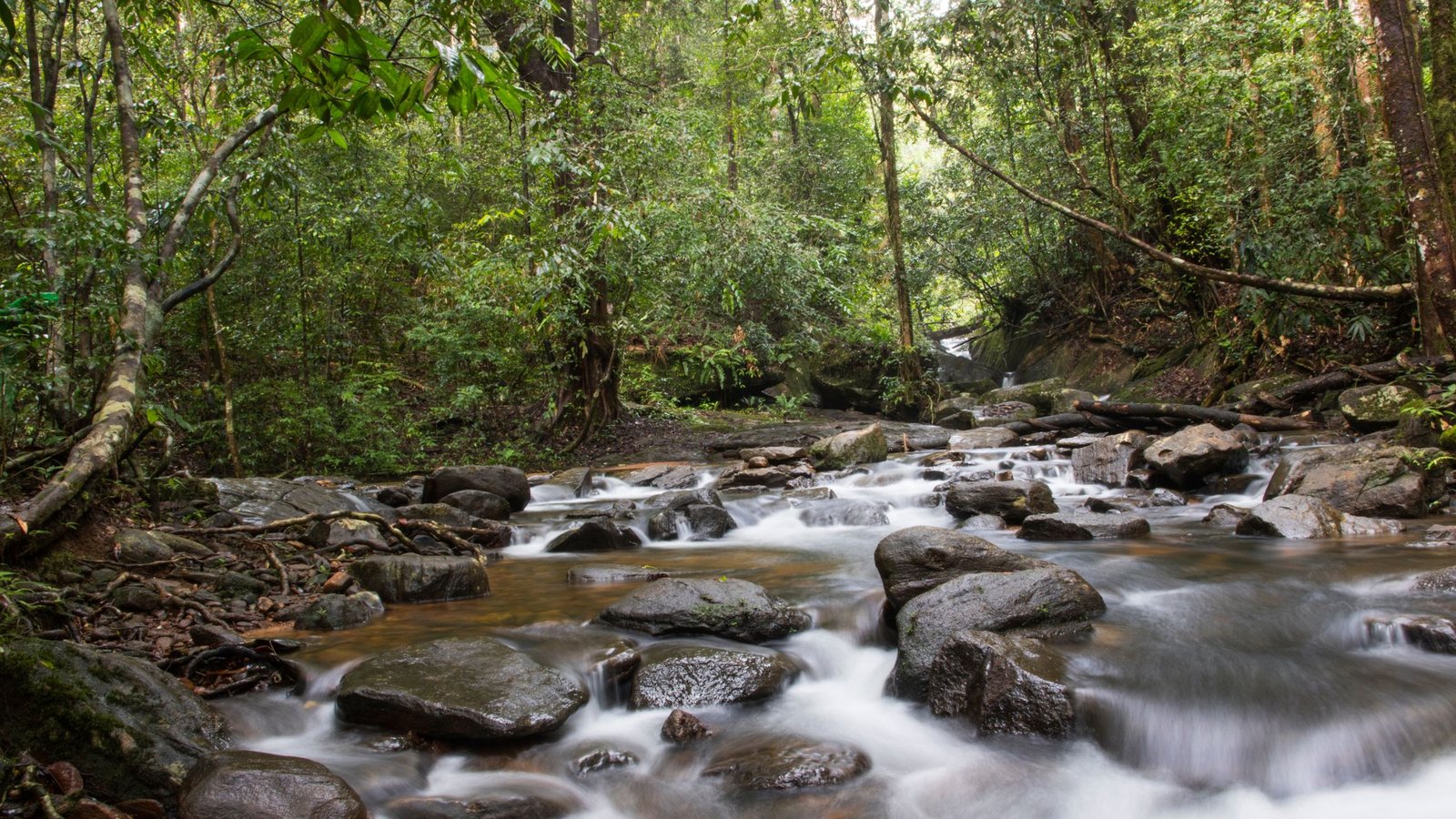From Jungles to Coastlines: The Ultimate Wildlife and Nature Guide to Sri Lanka